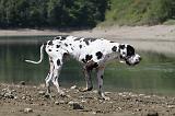 DOGUE ALLEMAND 116